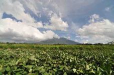 Awas, Gempa Tremor Gunung...