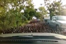 Seratus Ribu Bebek Macetkan...
