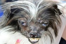 Kontes Anjing Terburuk...