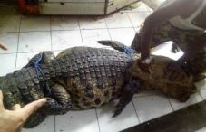 Taman Satwa Taru Jurug...