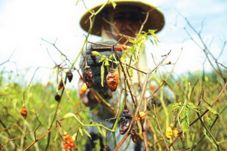 Harga Turun Sebabkan...