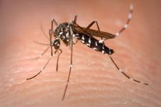 Chikungunya dan DBD...