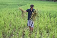 Ratusan Ha Sawah di...