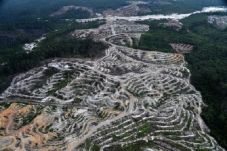 Citra Satelit: Hutan...