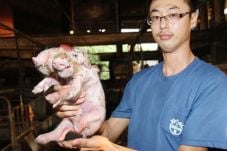 Babi Kepala Dua Hebohkan...