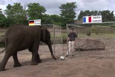 Gajah Nelly Ramalkan...
