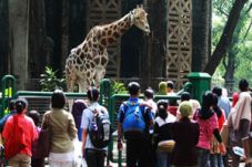 Pengunjung Ragunan Dinilai...
