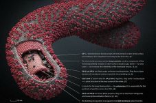 Kaltim Waspada Virus...