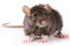 Tikus Invasi Taman Bermain...