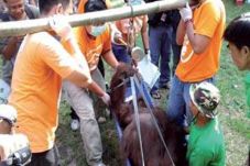 Hasil Autopsi, Orangutan...