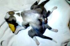 Anjing Berkaki Enam...