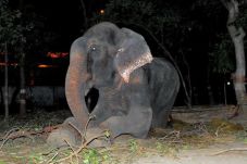 Raju, Gajah India yang...