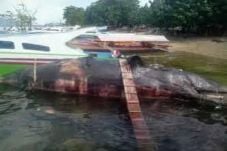 Bangkai Ikan Paus Terdampar...