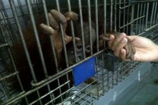 131 Hewan Penular Rabies...