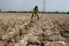 Kekeringan, Petani Cirebon...