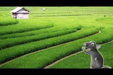 Sawah Rusak akibat Serangan...