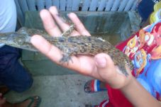 Heboh Penemuan Anak...