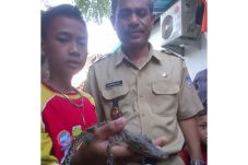 Buaya Diambil Lurah,...