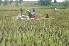 Kekeringan, Petani Cilacap...
