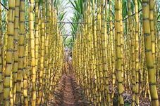 Harga Gula Turun, Petani...