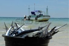Impor Ikan Asin