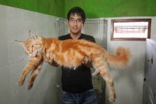 Mimpi Lucky Hakim Soal...
