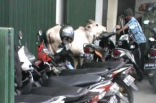Sapi Kurban Lepas, Warga...