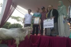 Kambing Seberat 135...