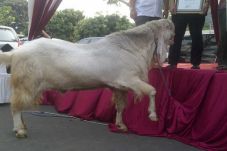 Ogah Ditimbang, Kambing...