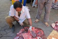 16 Sapi Kurban di Bandung...