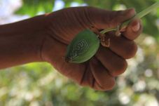 Lafal Allah di Buah...