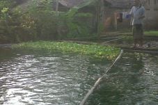 Menengok Kampung Gurami...