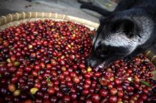 Kopi Luwak Malaysia...
