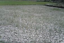 Ratusan Hektare Sawah...