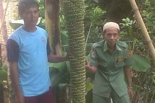 Pisang Unik Hebohkan...