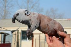 Babi Berkepala Gajah...