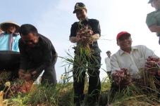 Panen bagus, Petani...