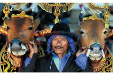 Melestarikan Sapi Madura