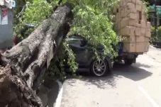 Pohon Tumbang di Jalan...