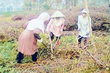 Petani Sawah Lebak Butuh...