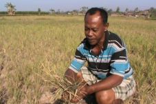 Kekeringan, Petani di...