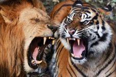 Singo Edan dan Maung...