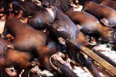 Konsumsi Daging Anjing...