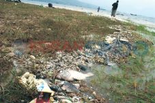 KHV Kembali Serang Ikan...