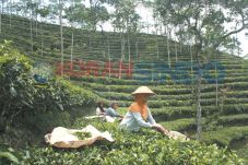 Harga Daun Teh Murah,...