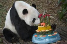 Mengapa Bulu Panda Hitam...
