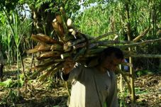 Petani Tebu Pasuruan...