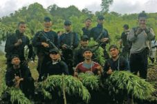 10 Ha Ladang Ganja Ditemukan...