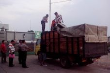 Tiga Ton Daging Celeng...