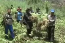 Lahan Perhutani di Garut...
